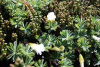 Natur-Wanderung auf Falkland