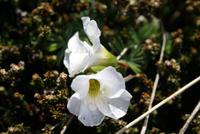 Natur-Wanderung auf Falkland