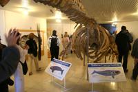 Wal-Skelett Im Besucherzentrum der Halbinsel Valdes