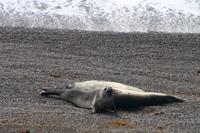 See-Elefanten im Naturpark Halbinsel Valdes