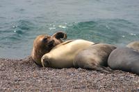 See-Elefanten im Naturpark Halbinsel Valdes