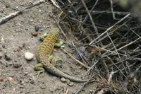 Im Naturpark Halbinsel Valdes