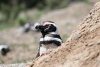 Magellan-Pinguine im Naturpark Halbinsel Valdes
