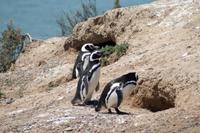 Magellan-Pinguine im Naturpark Halbinsel Valdes