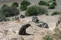 Magellan-Pinguine im Naturpark Halbinsel Valdes