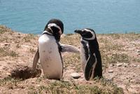 Magellan-Pinguine im Naturpark Halbinsel Valdes