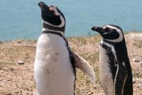 Magellan-Pinguine im Naturpark Halbinsel Valdes