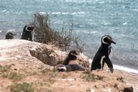 Magellan-Pinguine im Naturpark Halbinsel Valdes