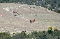 Guanakos im Naturpark Halbinsel Valdes