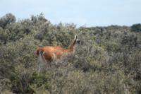 Guanakos im Naturpark Halbinsel Valdes