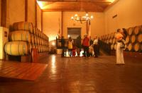 Im Weingut Concha y Toro