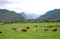 Rinderweide in Patagonien