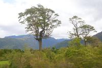Die Pflanzenwelt Patagoniens