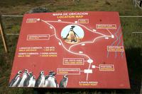 Rundgang an der Pinguin-Kolonie Seno Otway