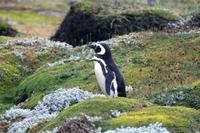 Pinguin-Kolonie Seno Otway