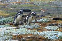 Pinguin-Kolonie Seno Otway