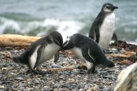 Pinguin-Kolonie Seno Otway
