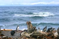 Pinguin-Kolonie Seno Otway