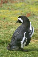 Pinguin-Kolonie Seno Otway