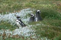 Pinguin-Kolonie Seno Otway