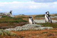 Pinguin-Kolonie Seno Otway