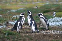 Pinguin-Kolonie Seno Otway