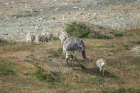 Nandu-Familie am Seno Otway