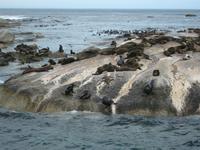 Robbeninsel vor der Hout Bay
