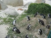 Pinguinkolonie