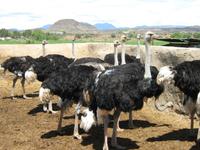 Straußenfarm Oudtshoorn