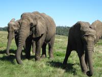 Knysna Elephantpark