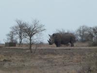 Krüger NP Nashorn