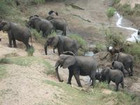 Elefantenfamilie im Krüger NP