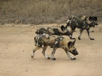 seltene Wildhunde