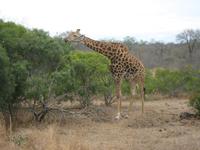 Giraffe Krüger NP