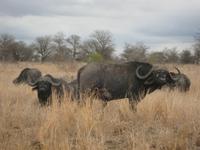 Büffel Krüger NP