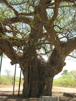 Mama Baum Sambia