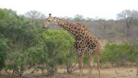 Giraffe beim Frühstück