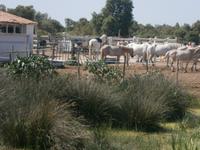 Camargue