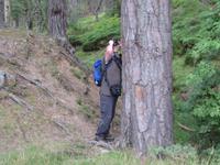 Rothiemurus Forest - Wanderung