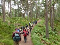 Rothiemurus Forest - Wanderung