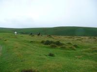 Dartmoor