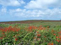 Lands End