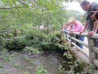 Wir sehen Lachse im Fluss