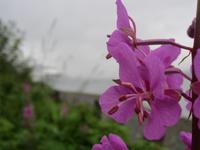 Regenwald in Alaska