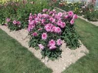 La Bousaidière. Dahliengarten