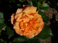 Howard Davis Park - Rosengarten