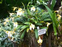 Orchideenausstellung - Eric Young Foundaction