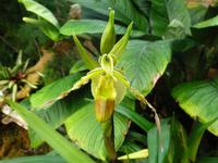 Orchideenausstellung - Eric Young Foundaction