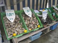 Austern in Cancale